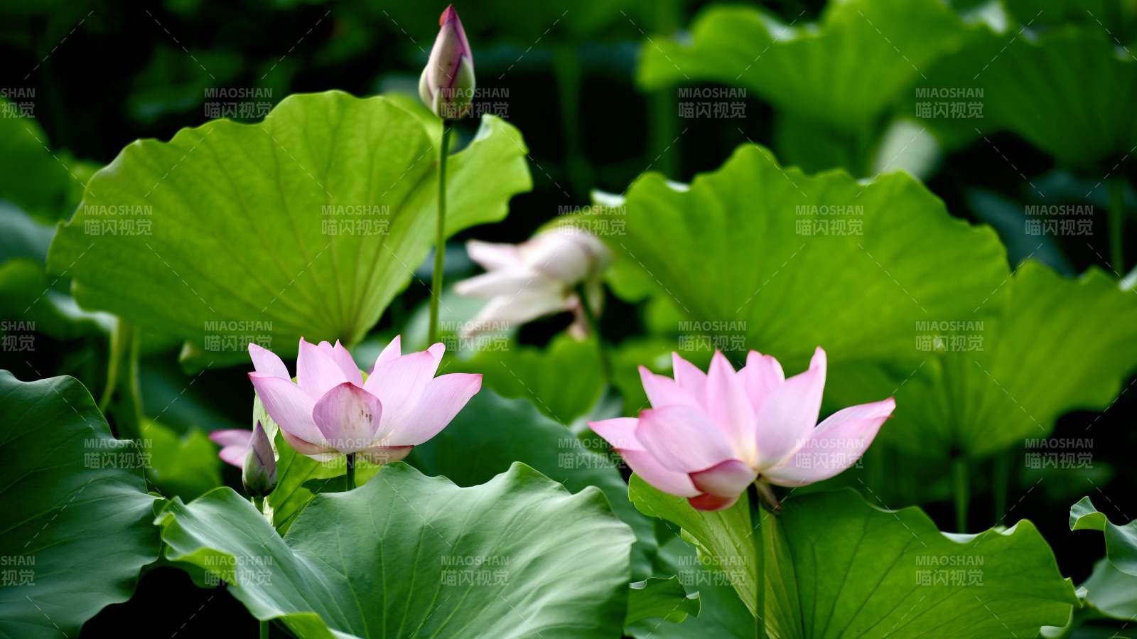 荷塘静谧 莲花绽放图片