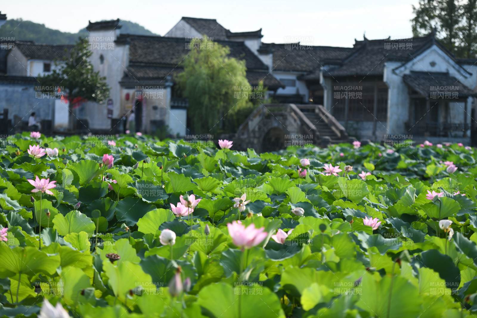 古村荷塘 静谧夏日图片