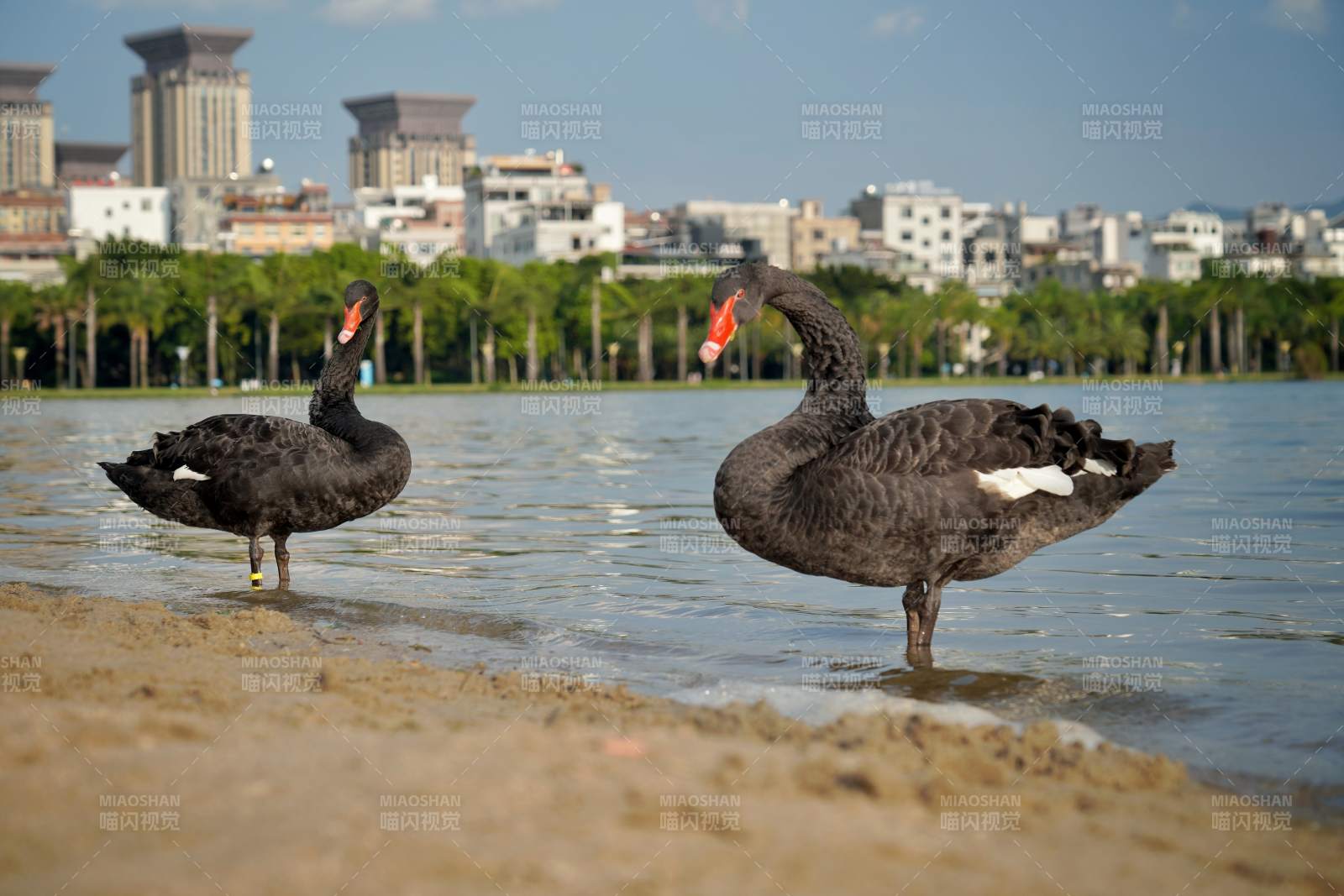 湖畔黑天鹅悠然自得图片