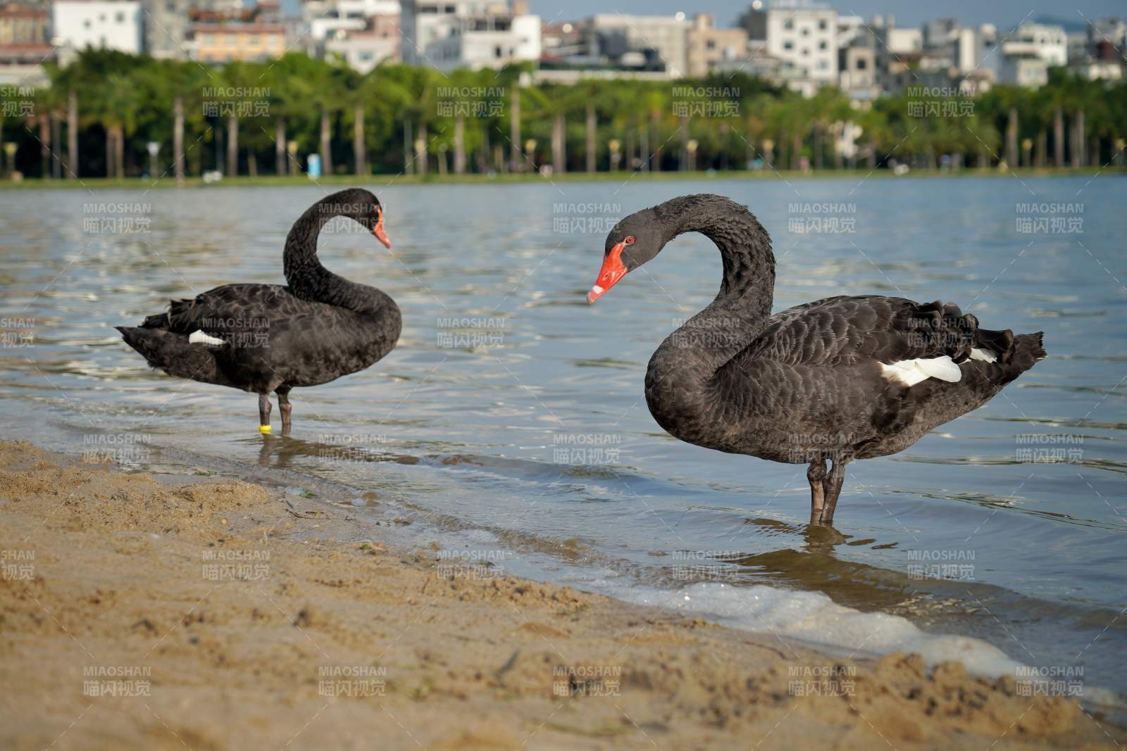 湖畔黑天鹅悠然自得图片