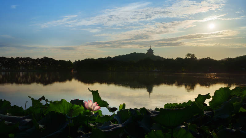 西湖畔莲花雷峰塔晨曦图片