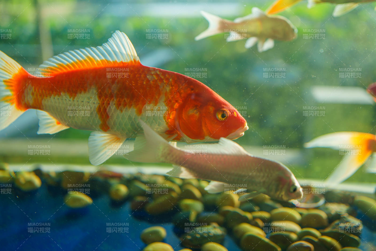 金鱼游动在水族箱中图片