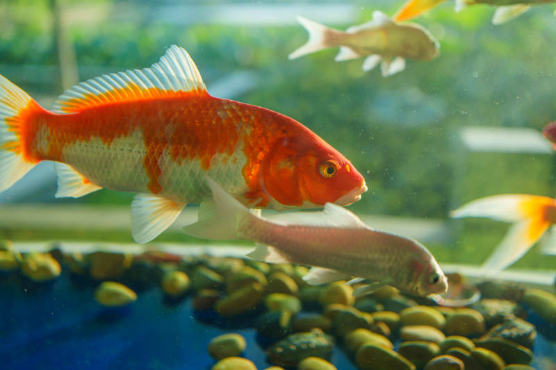 金鱼游动在水族箱中图片