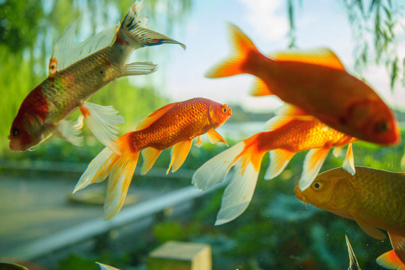 金鱼游动 水下美景图片