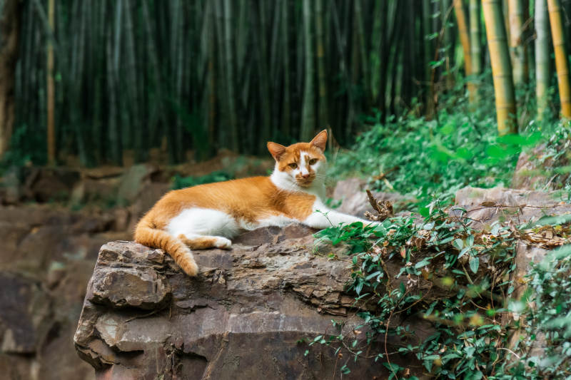 竹林中的悠闲猫影图片
