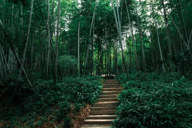 竹林深处的阶梯小径图片