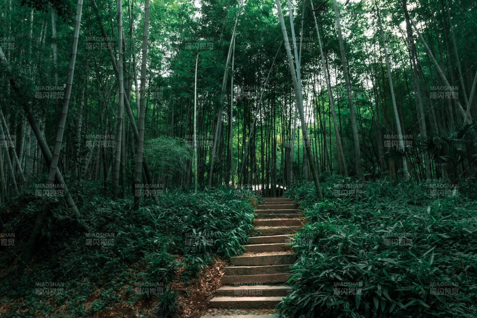 竹林深处的阶梯小径图片