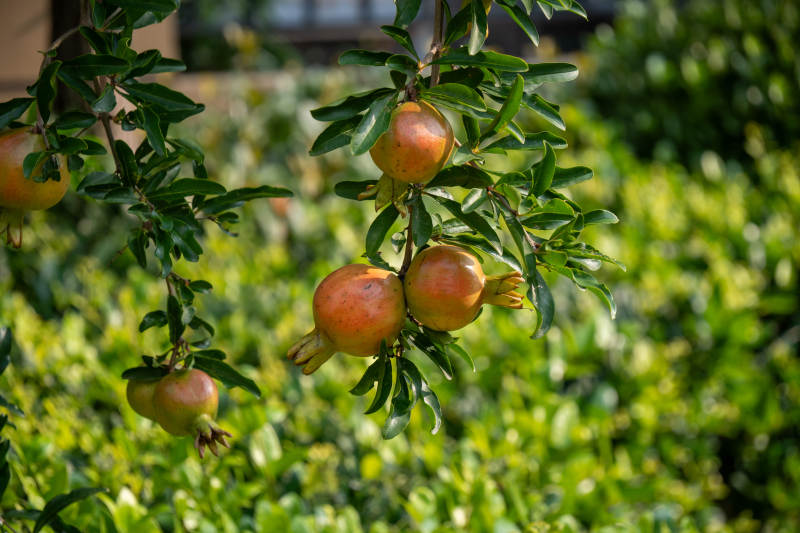 枝头挂满石榴果图片