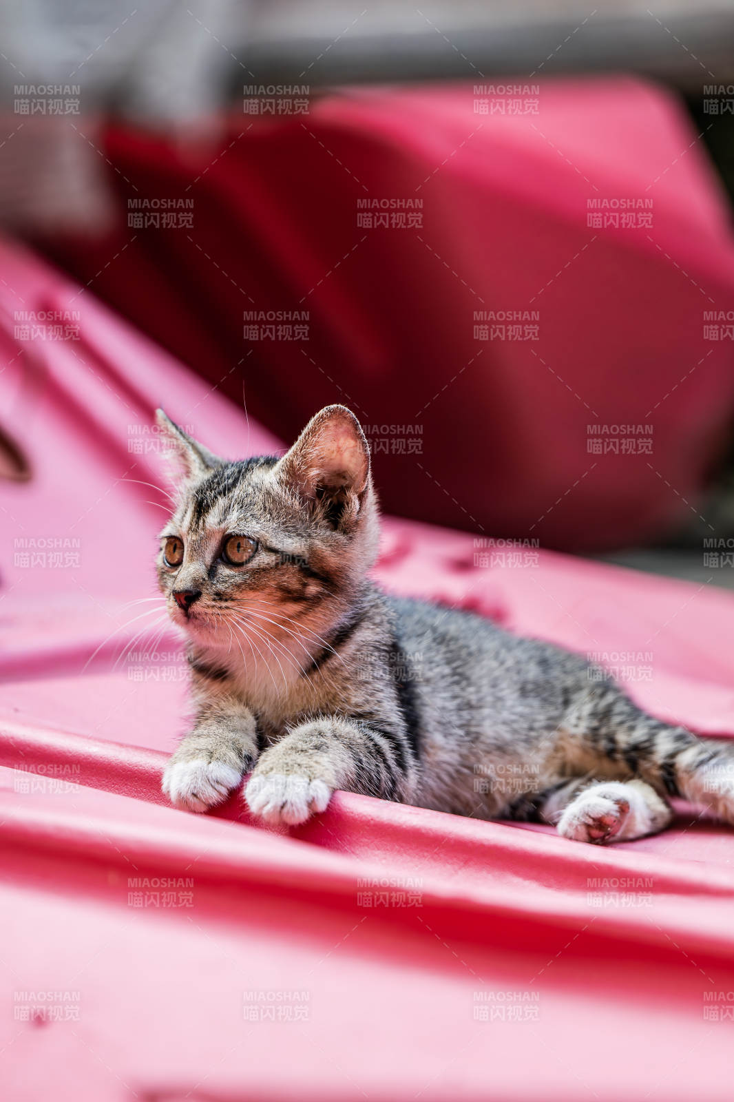 小猫趴在红色屋顶上图片