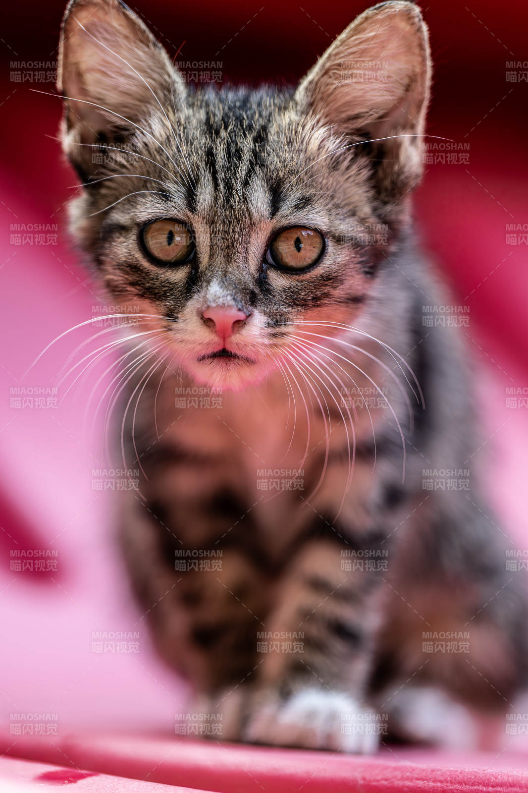 可爱小猫的萌态瞬间图片