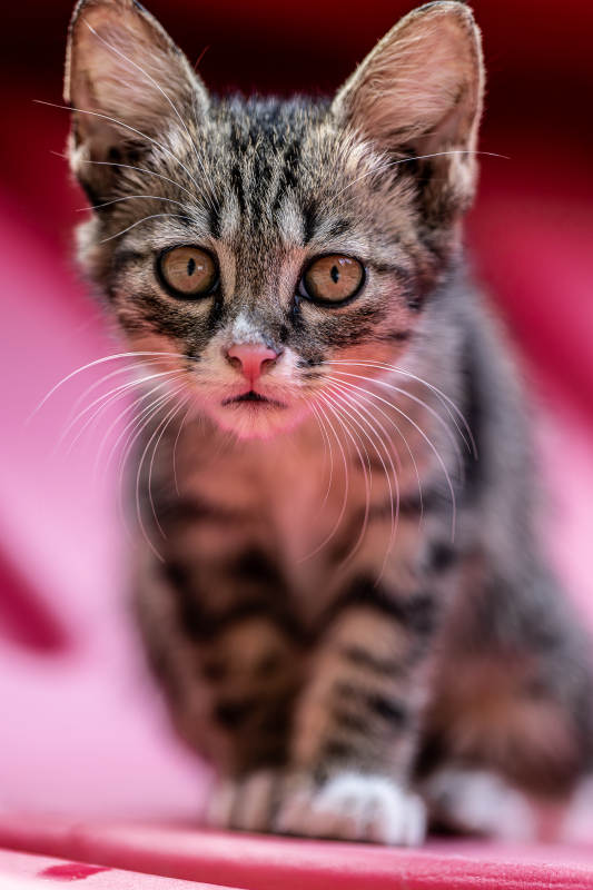 可爱小猫的萌态瞬间图片