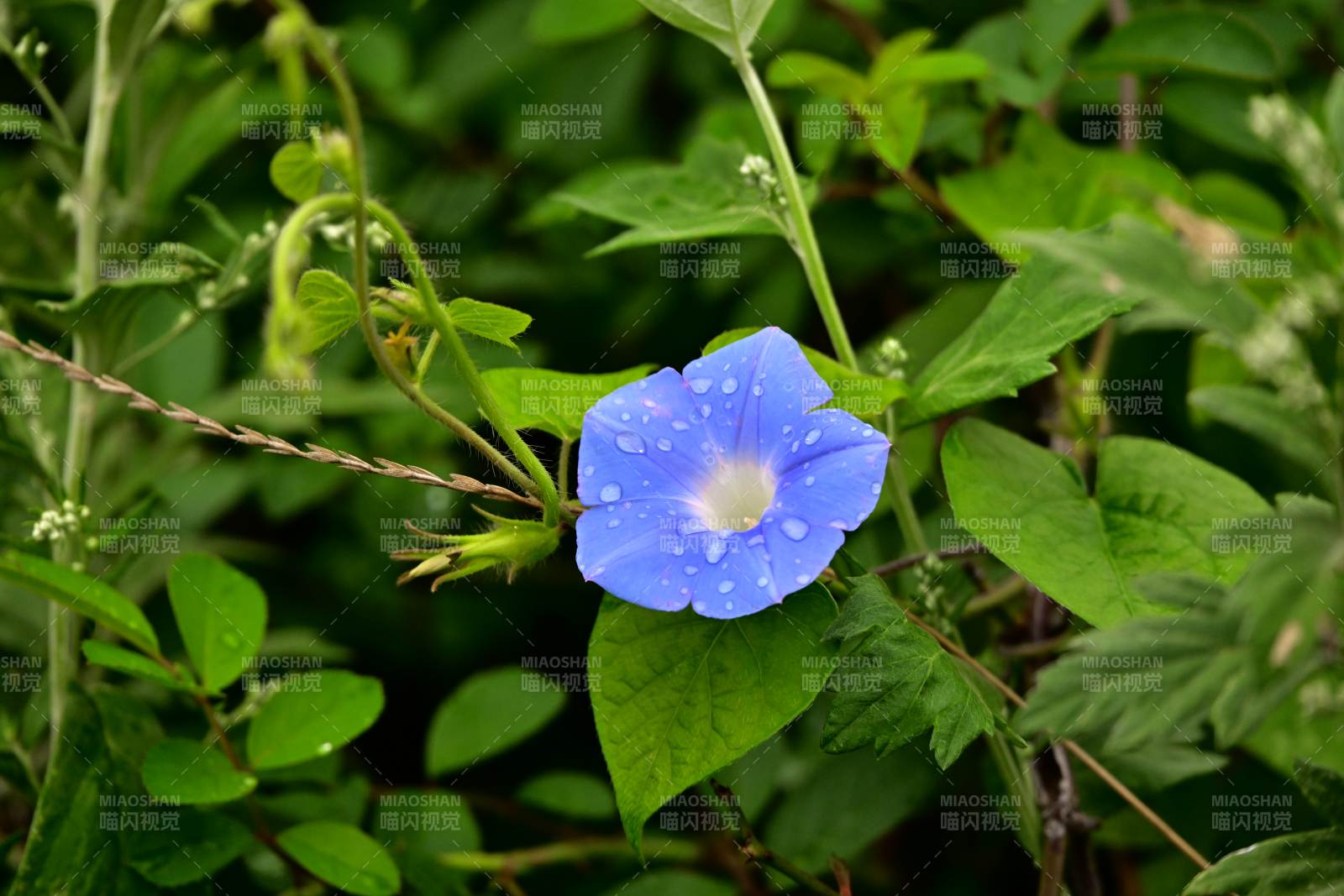 蓝色牵牛花在绿叶中绽放图片