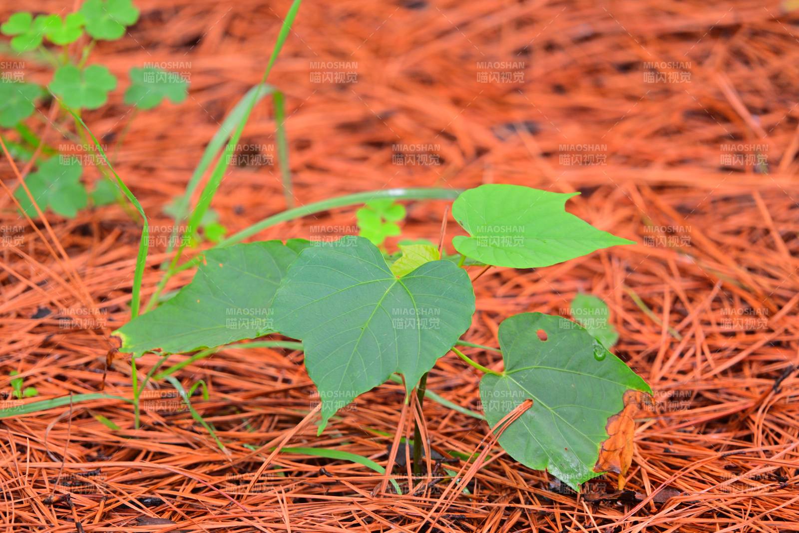 松针上的新生绿叶图片