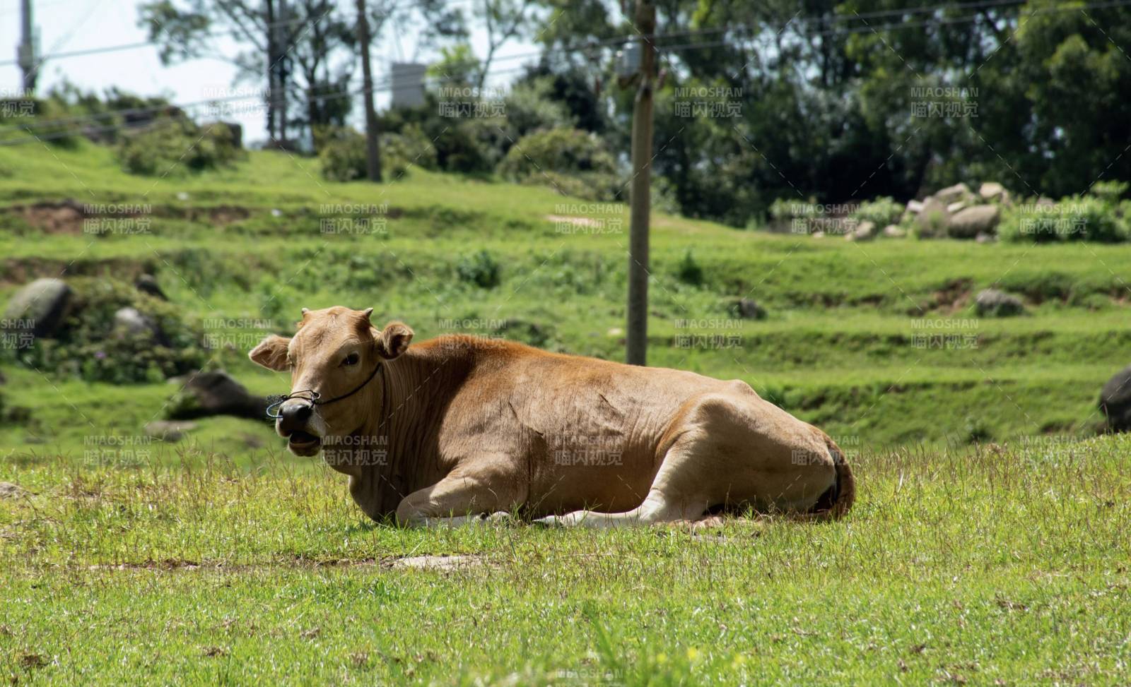 草地上的休息牛图片