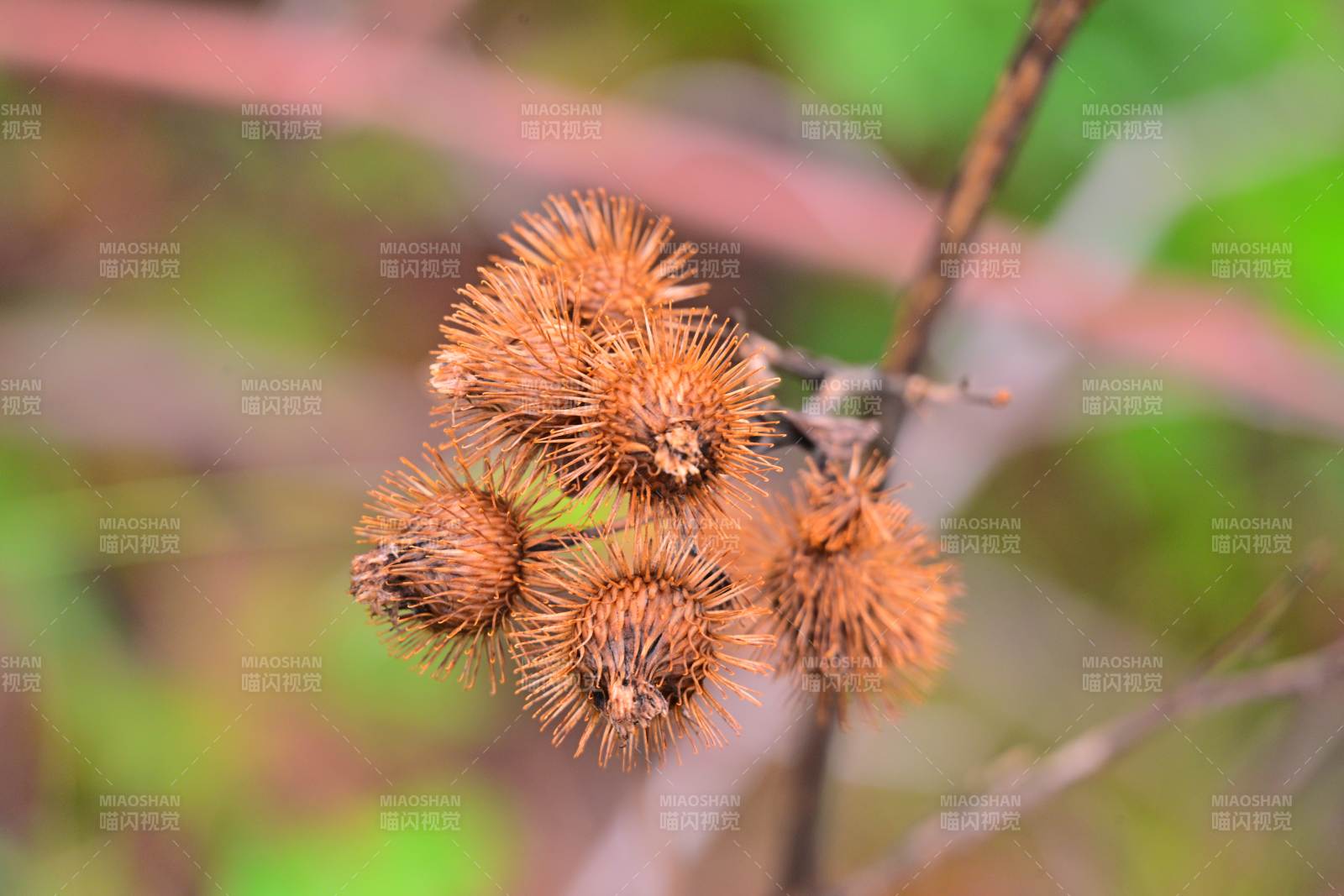 秋日牛蒡籽图图片