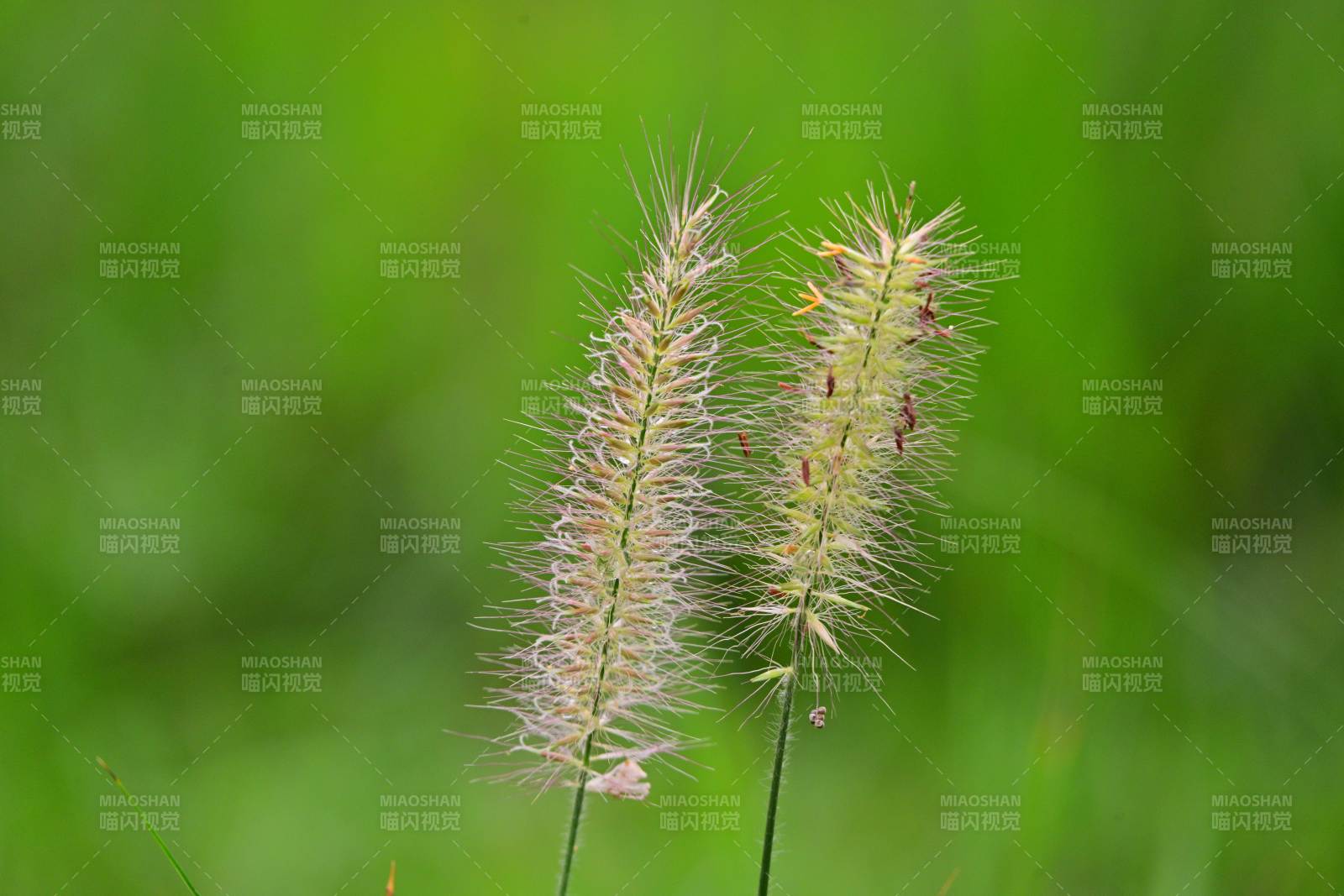 风中摇曳的狗尾巴草图片