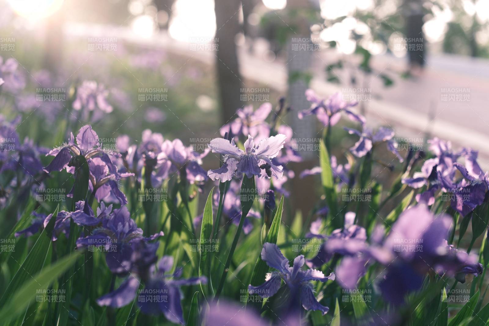 紫色鸢尾花在阳光下绽放图片
