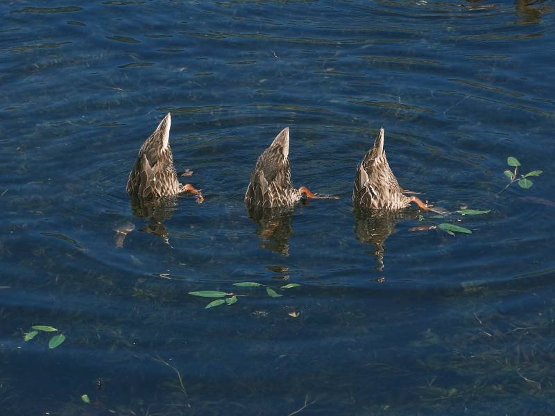 三只鸭子在水中觅食图片