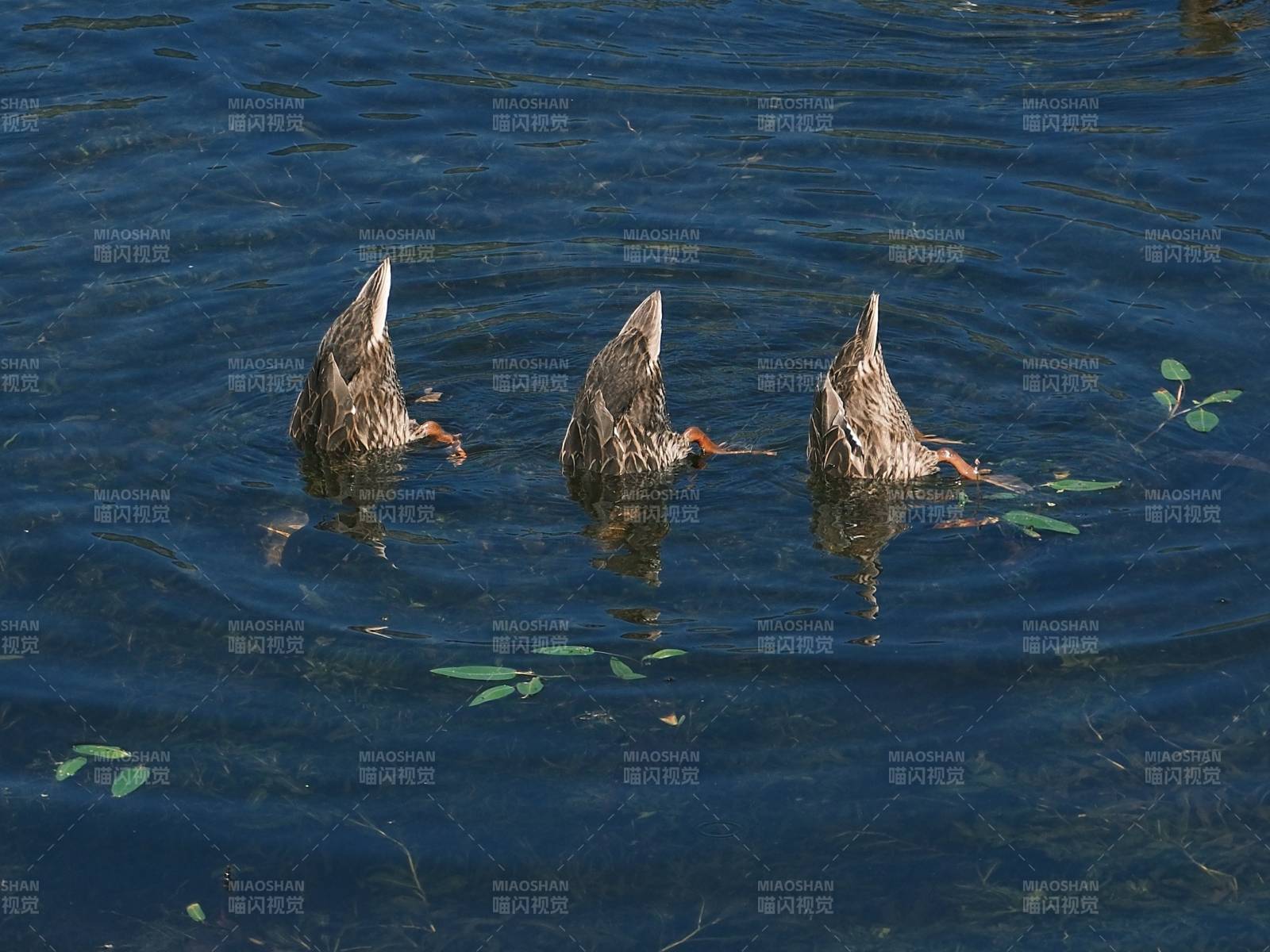 三只鸭子在水中觅食图片