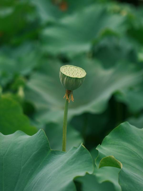 莲蓬静立绿叶间图片