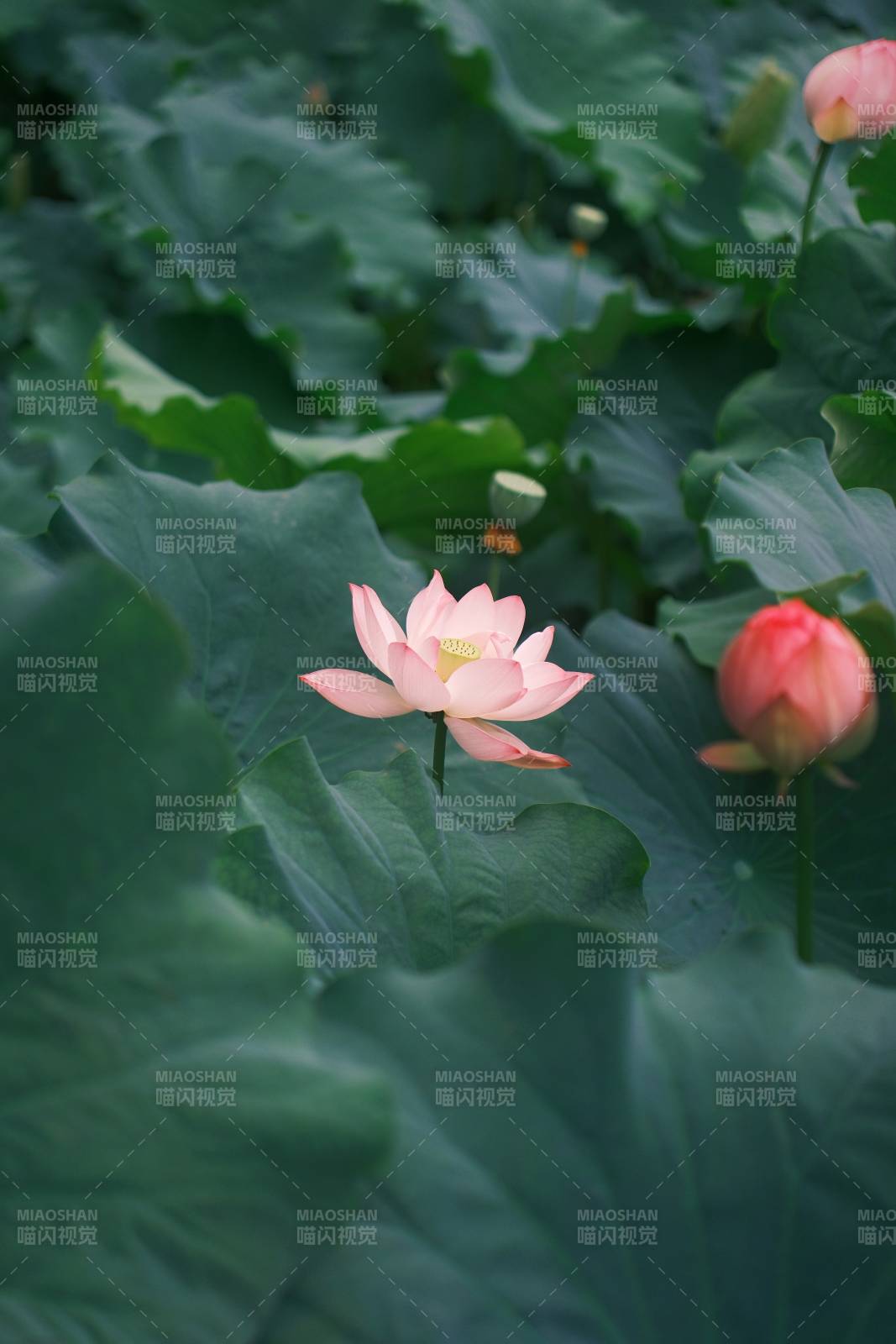 荷塘静谧 莲花绽放图片