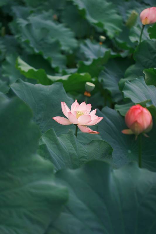 荷塘静谧 莲花绽放图片