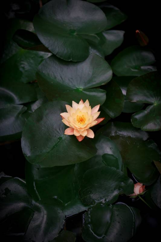 静谧池塘中的莲花绽放图片