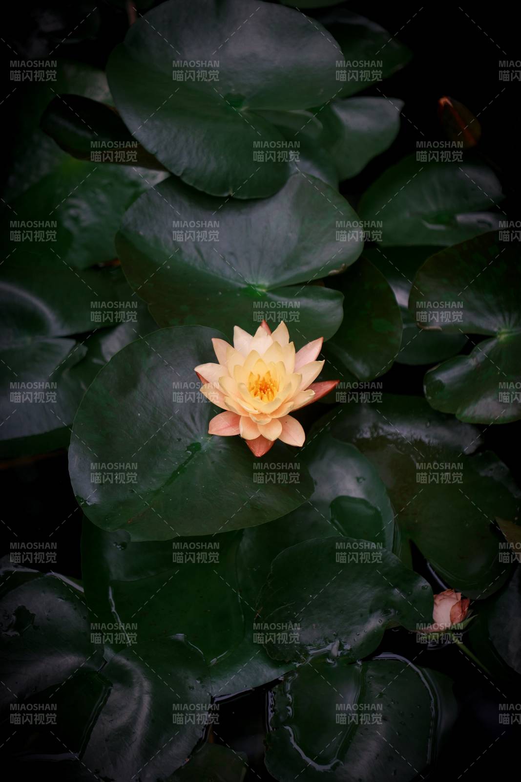 静谧池塘中的莲花绽放图片