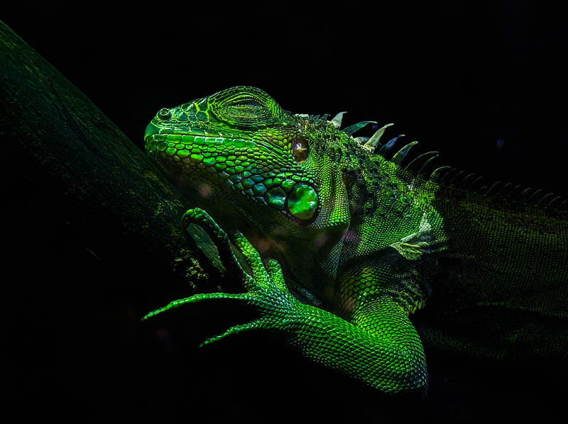 绿色蜥蜴的特写镜头图片