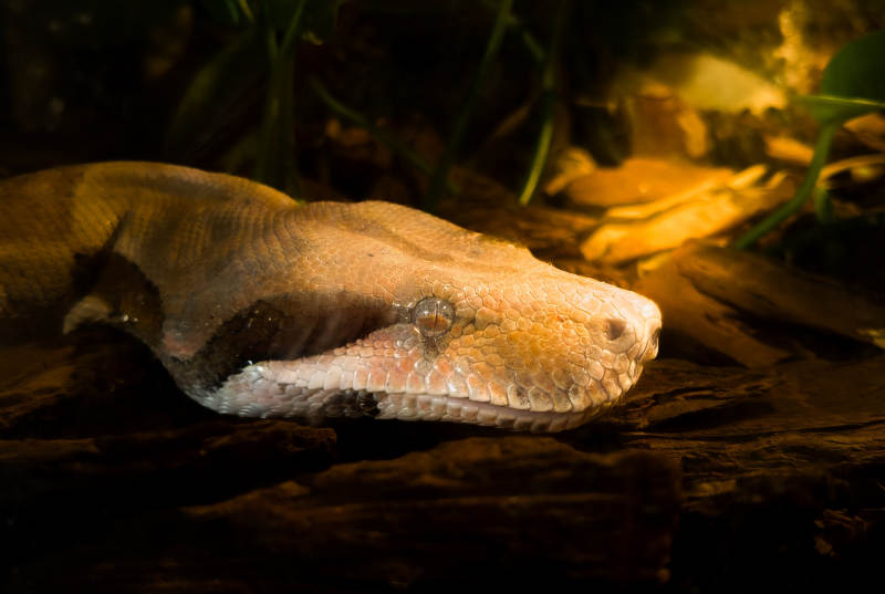 蟒蛇静卧 眼神深邃图片