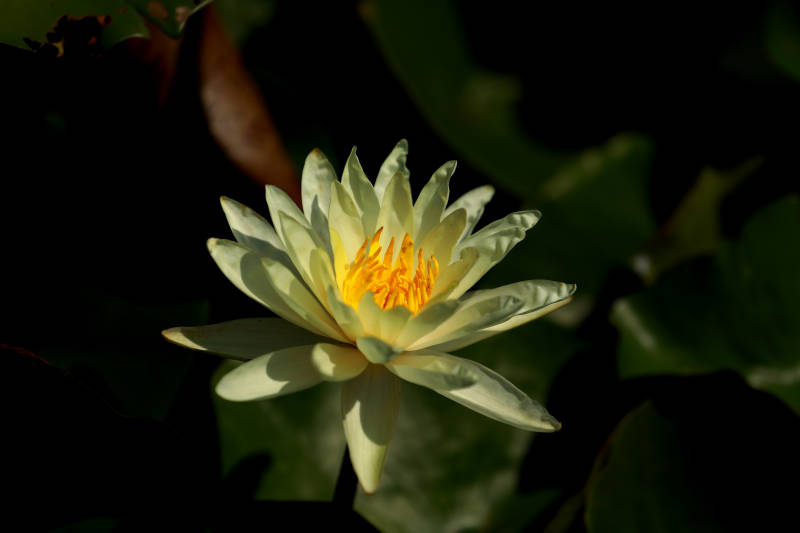 淡雅水百合 静谧绽放图片