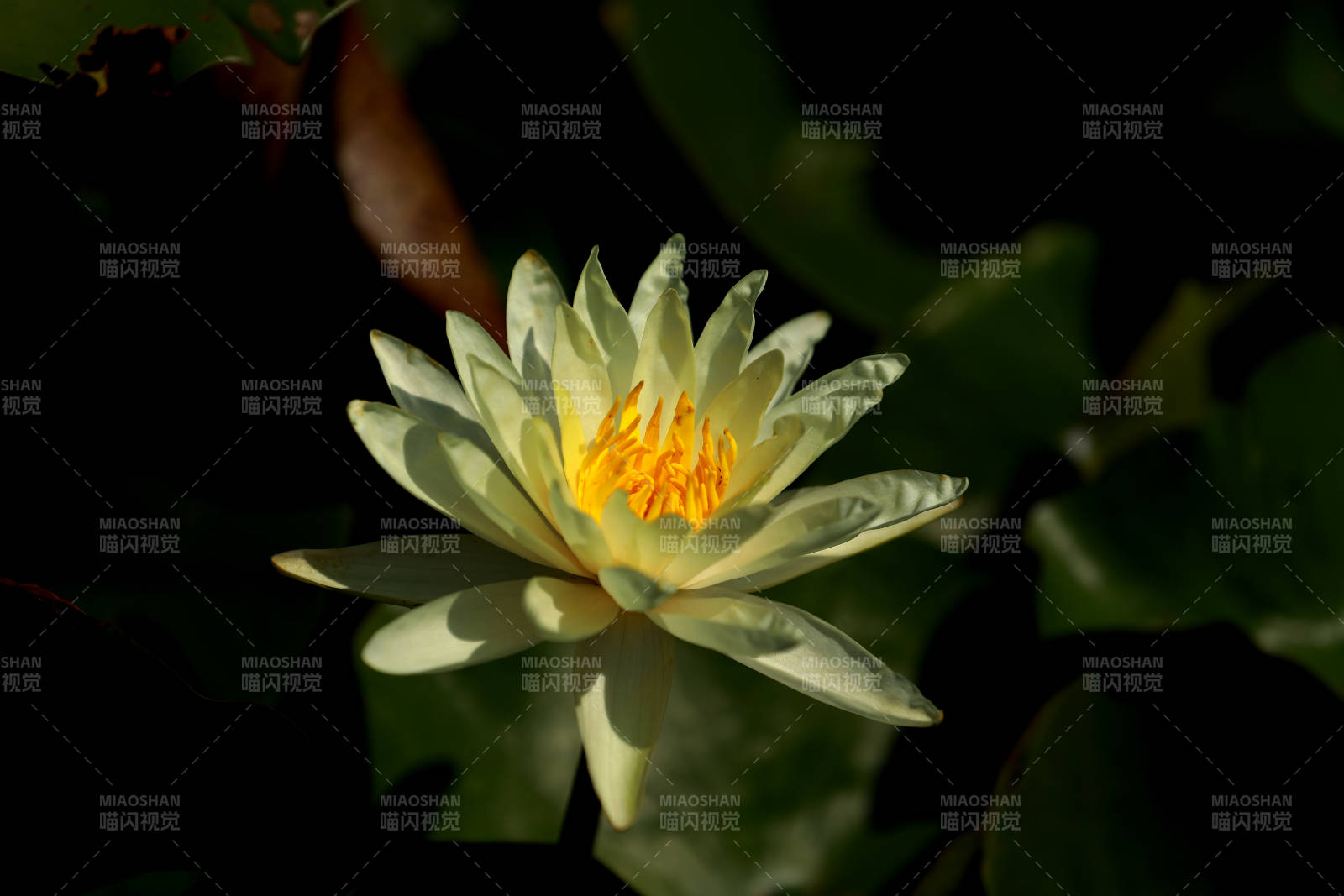 淡雅水百合 静谧绽放图片