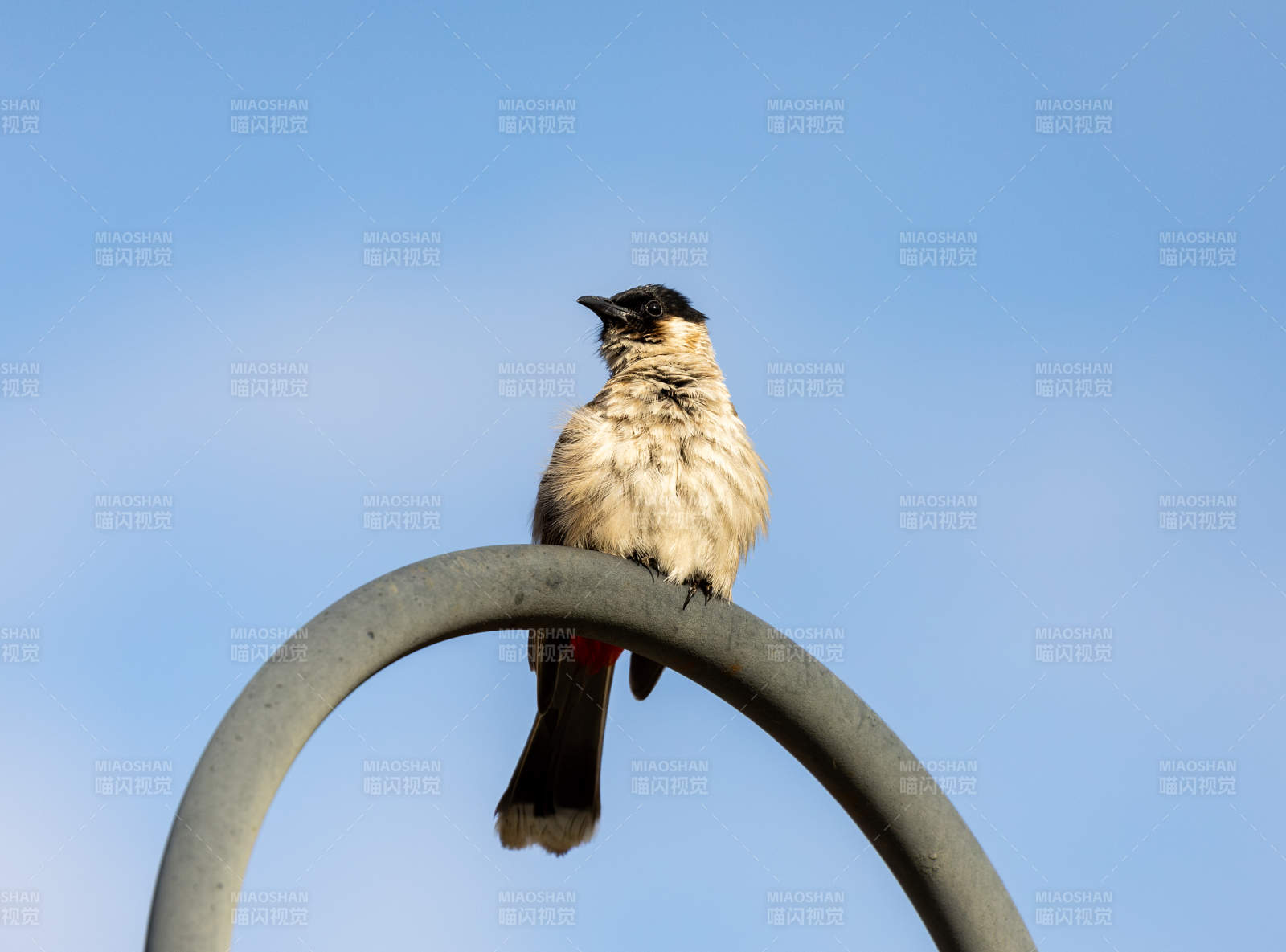 小鸟栖息在圆环上图片