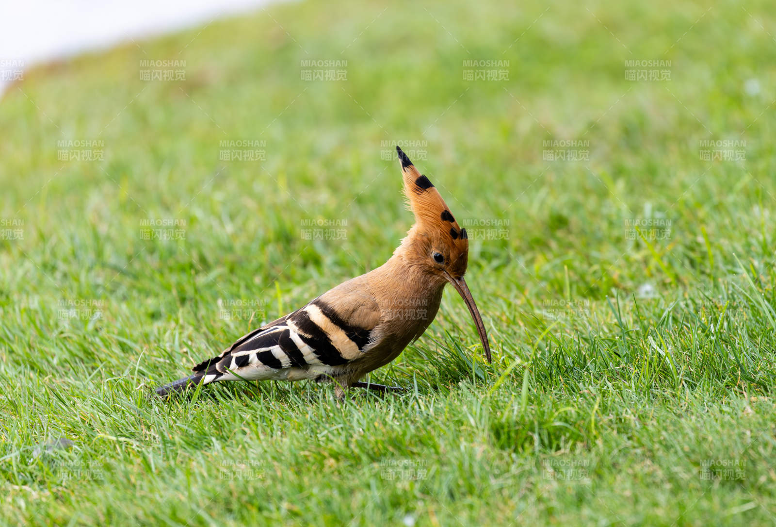 戴胜鸟在草地上觅食图片