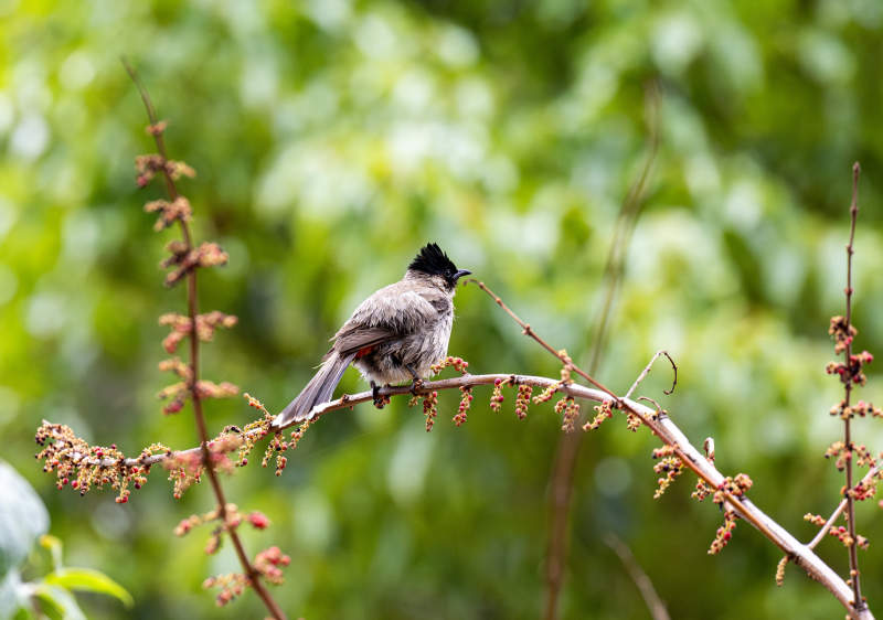 枝头小鸟静栖息特写图片