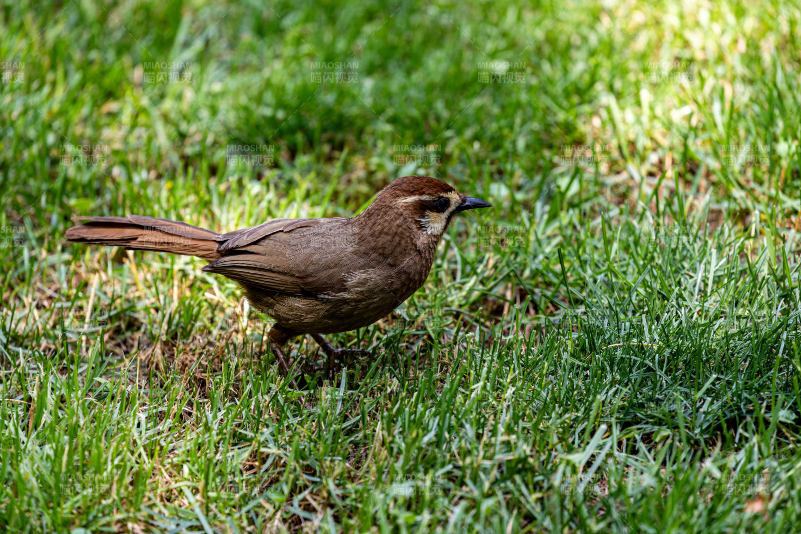 草地上的白颊噪鹛图片
