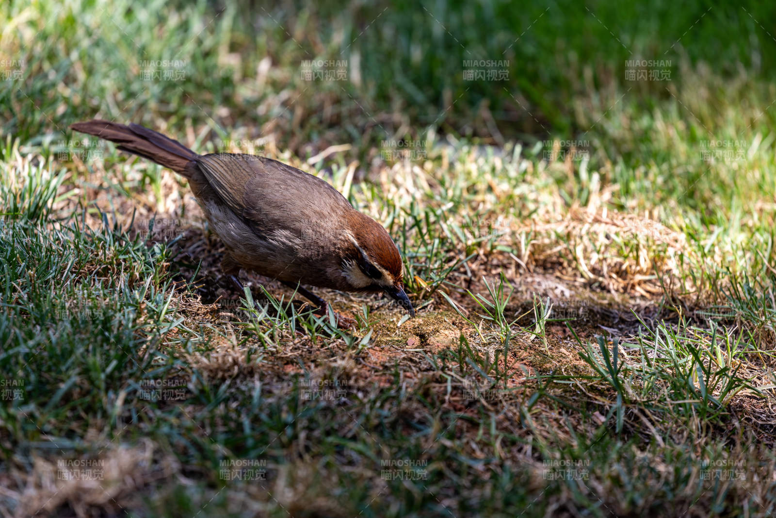 草地上的白颊噪鹛觅食图片