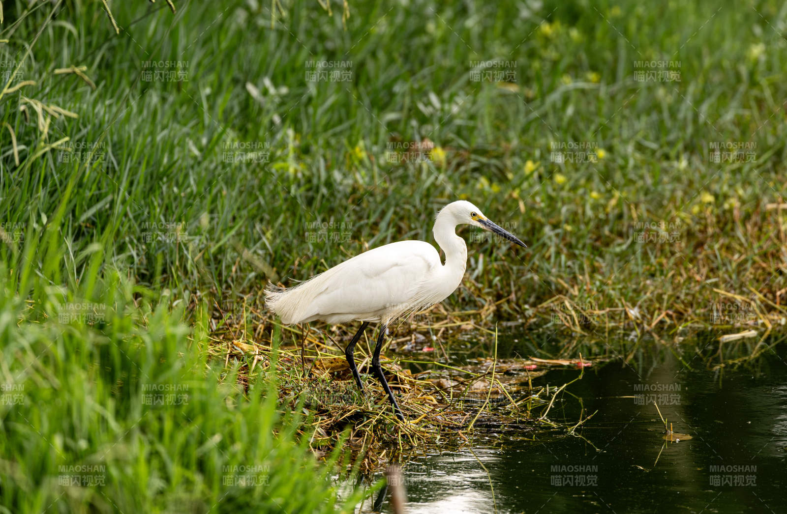 白鹭漫步水边草丛中图片