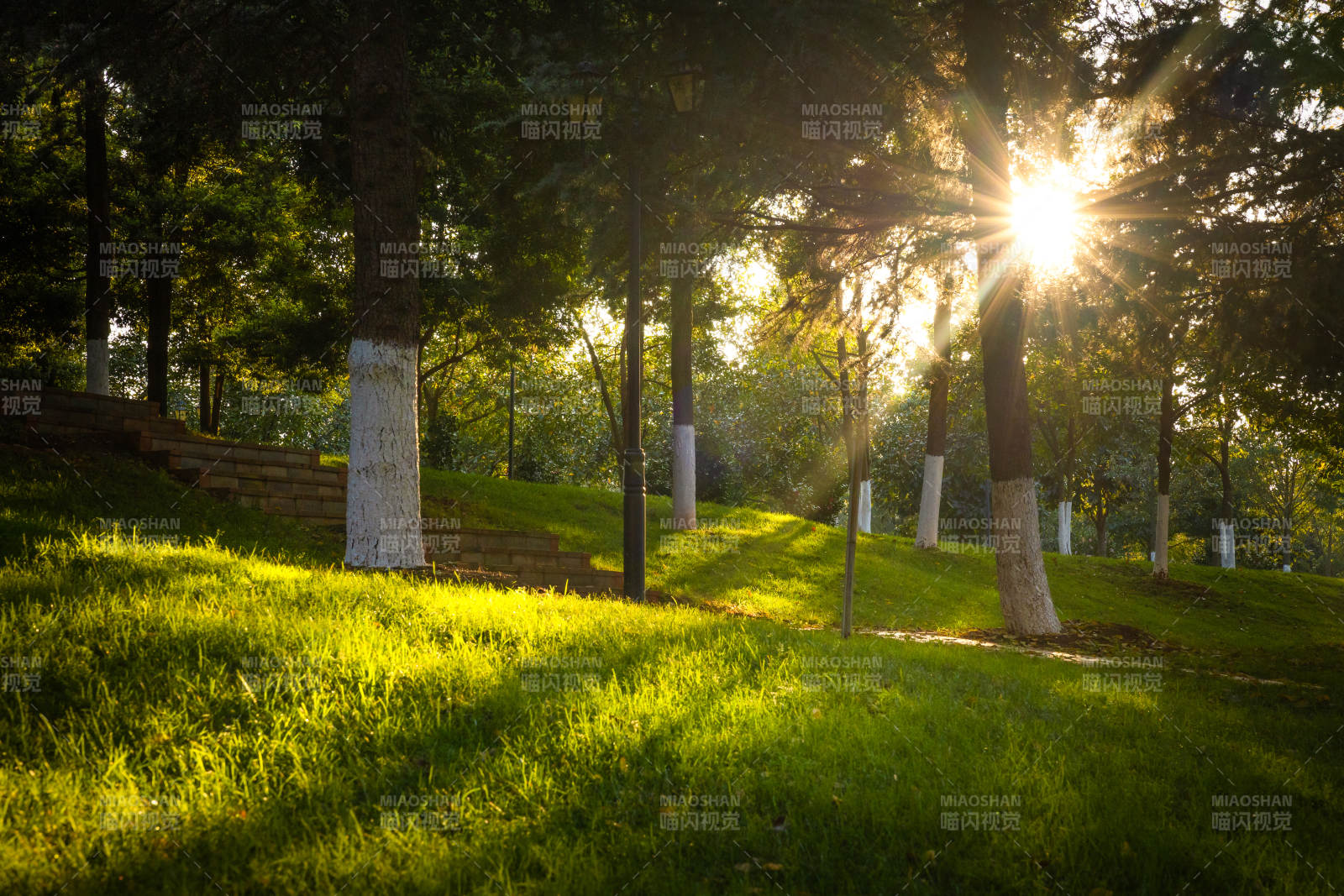 阳光穿透树林的清晨图片