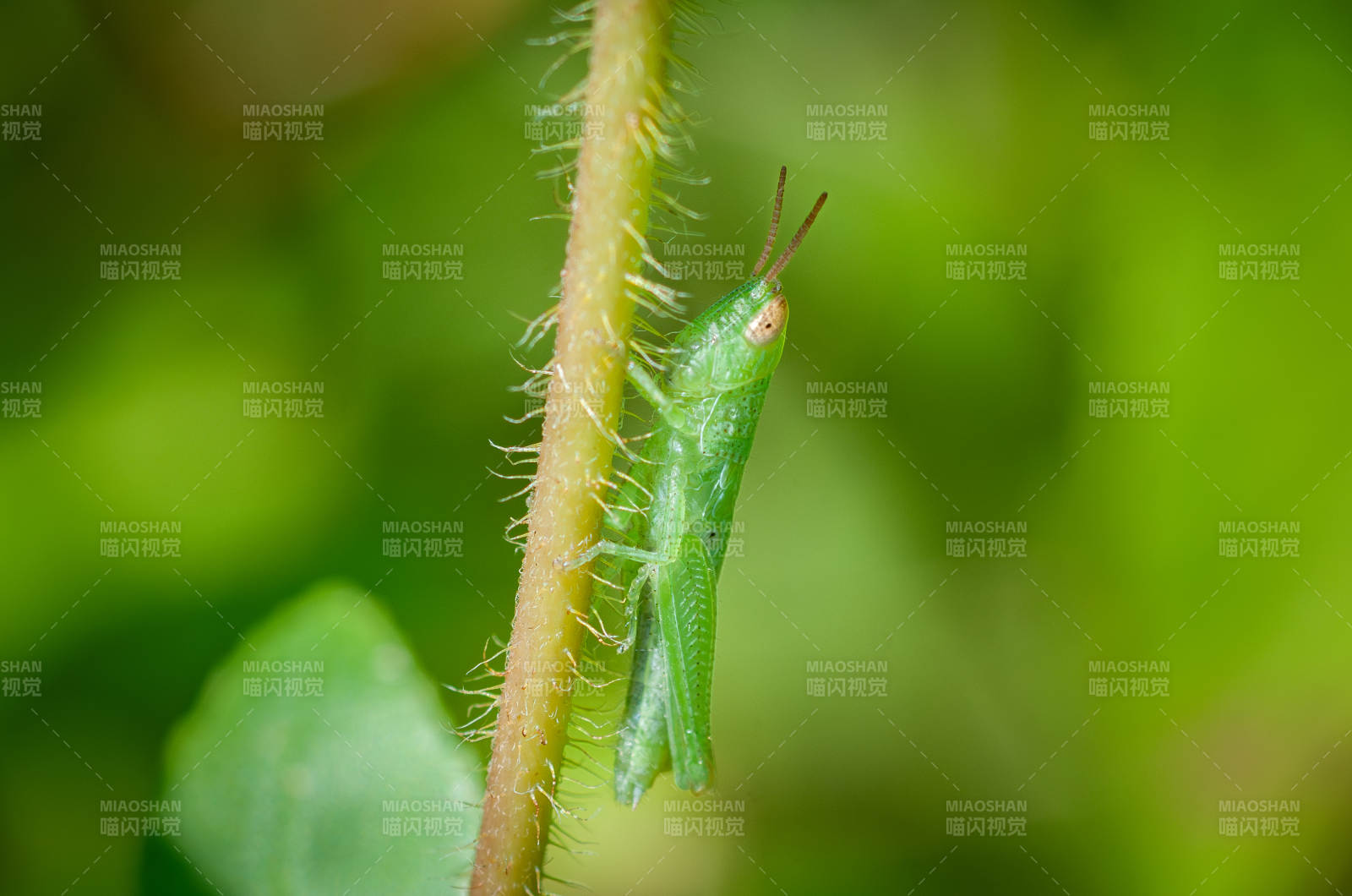 绿草上的小蝗虫特写图片