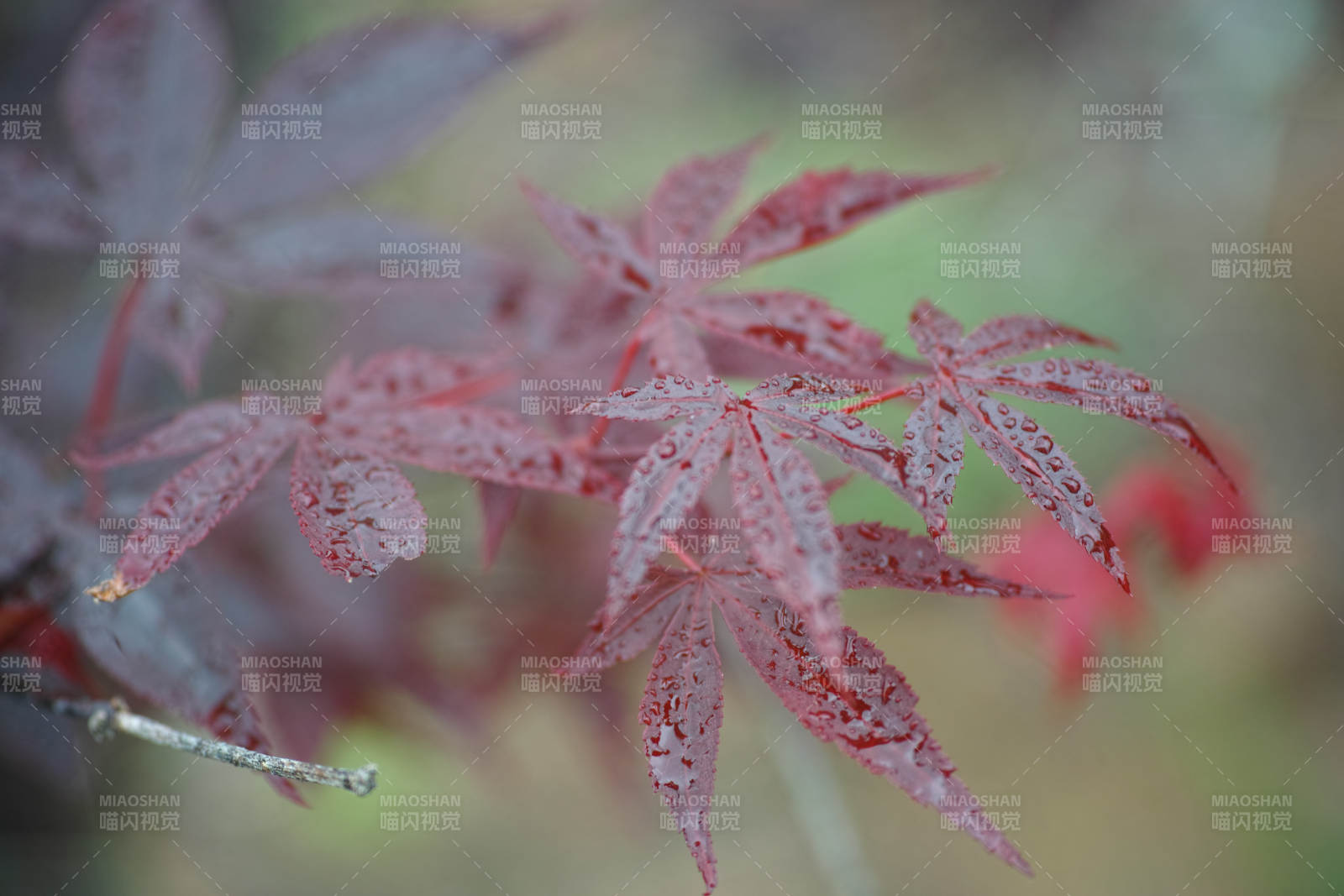 秋日红叶 静谧之美图片