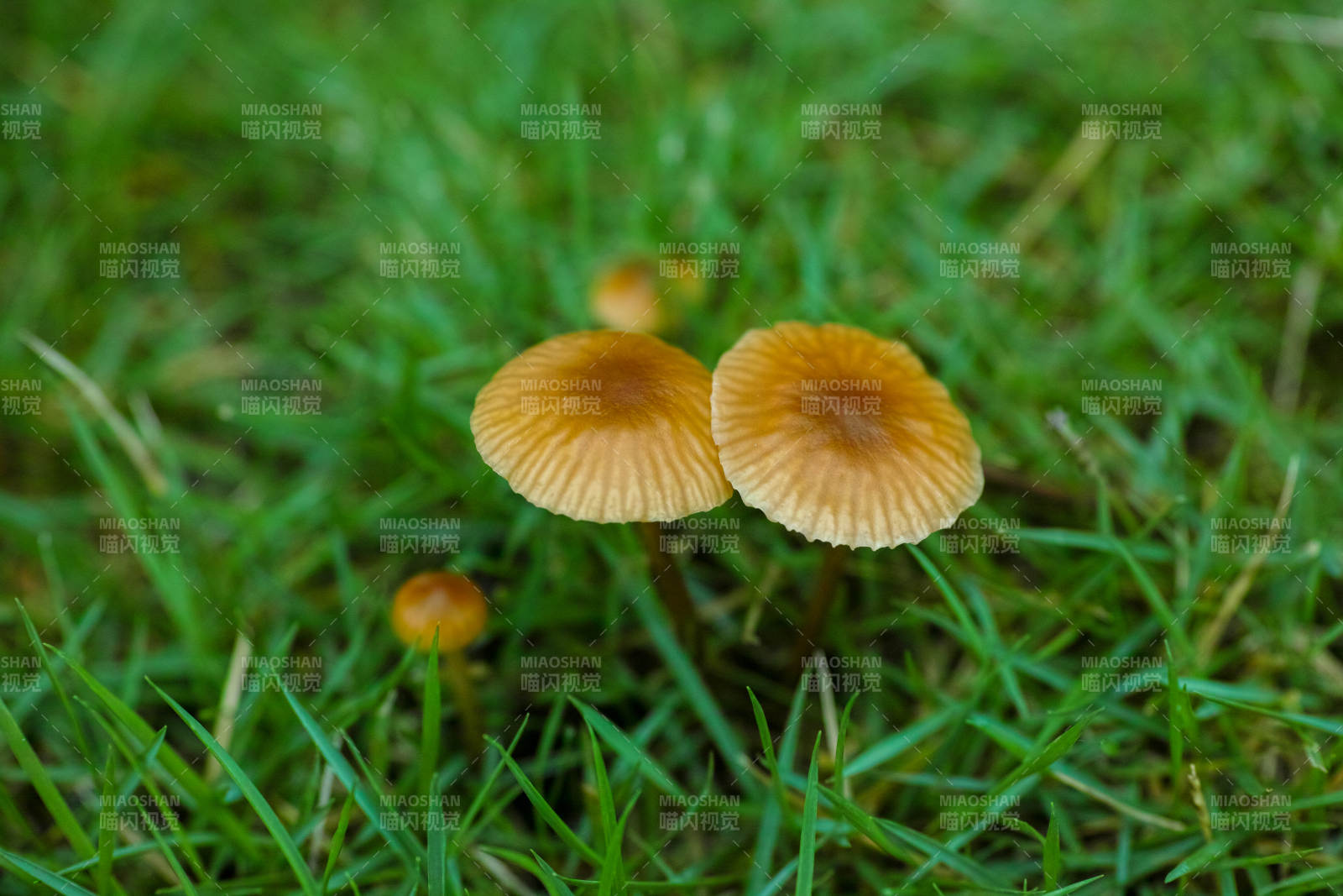 草地上的橙色蘑菇图片