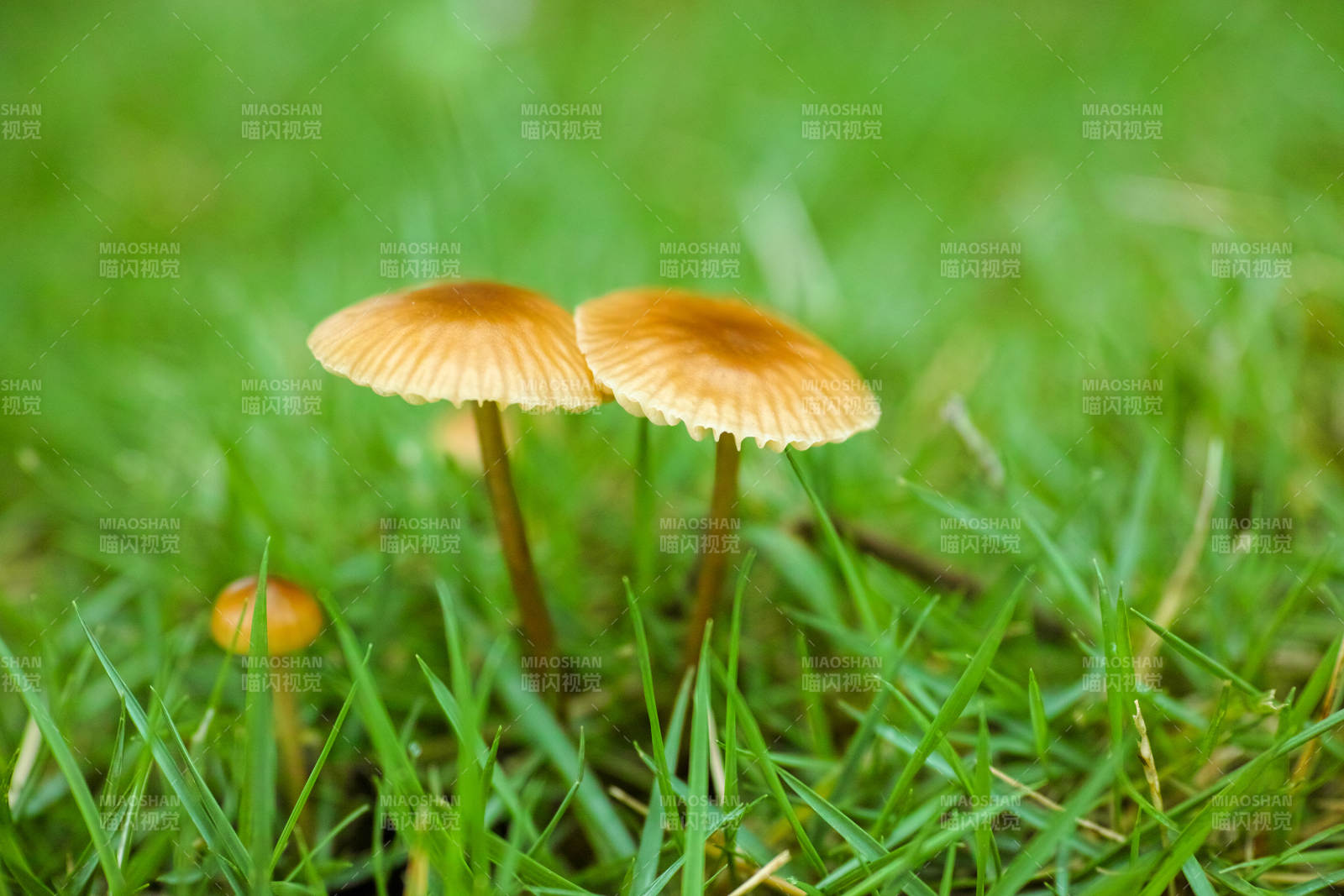 草地上三朵小蘑菇图片