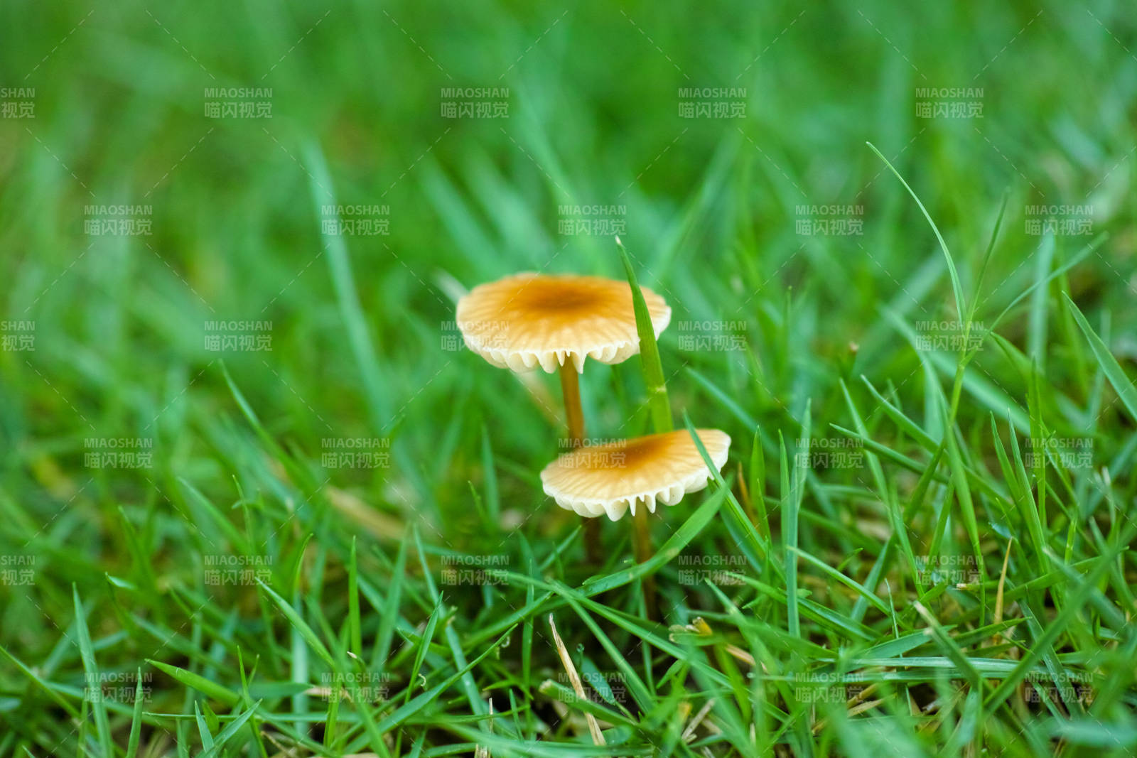 草地上两朵小蘑菇图片