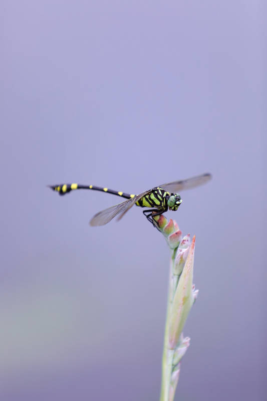 蜻蜓停歇在嫩芽上图片