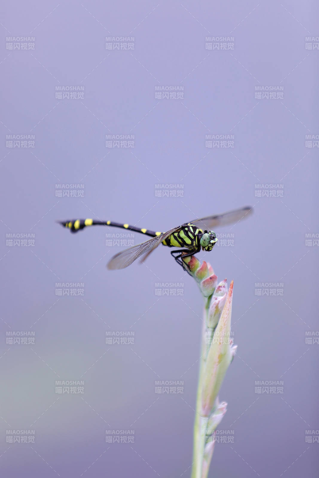 蜻蜓停歇在嫩芽上图片