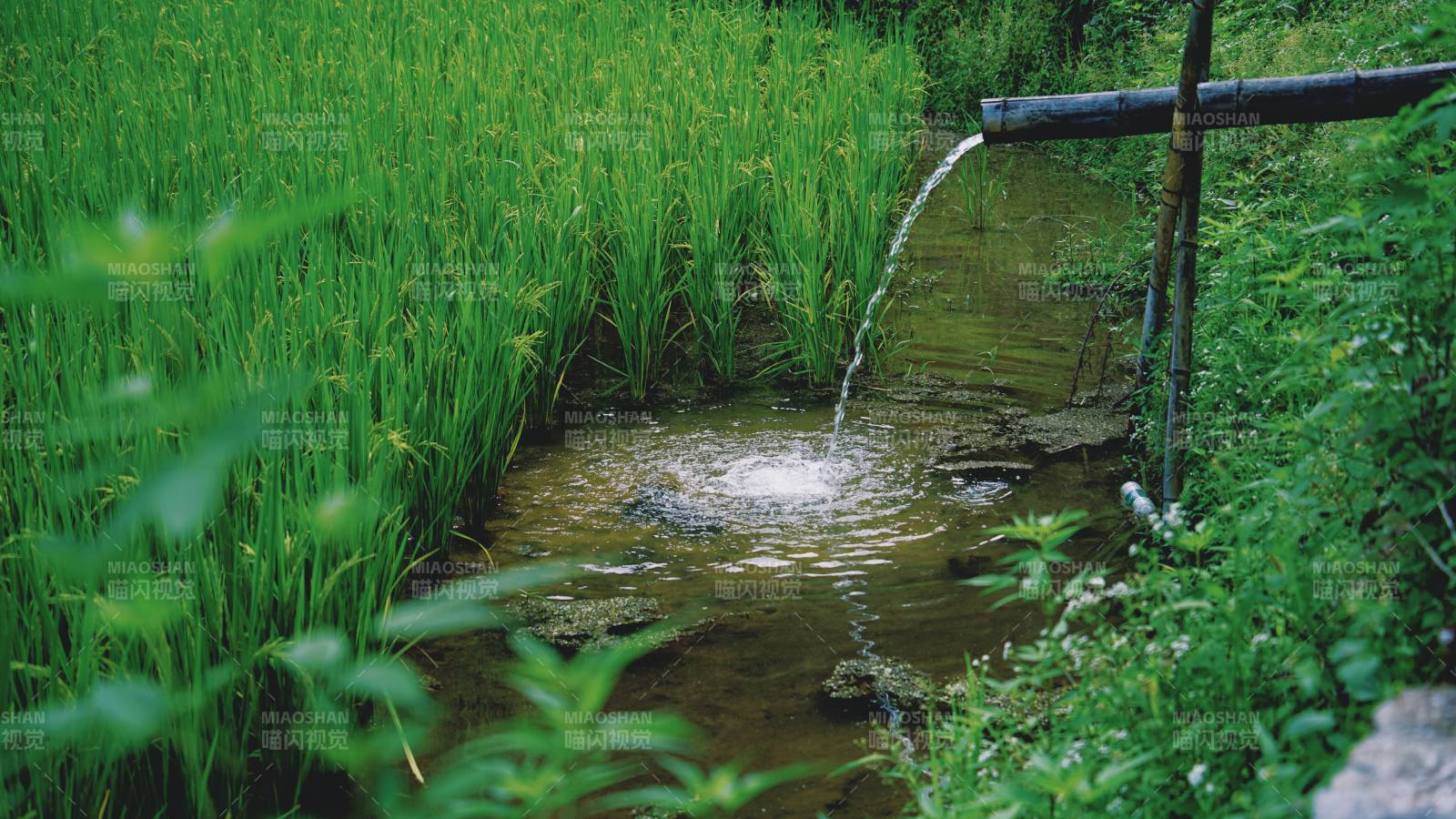 稻田流水 生机盎然图片