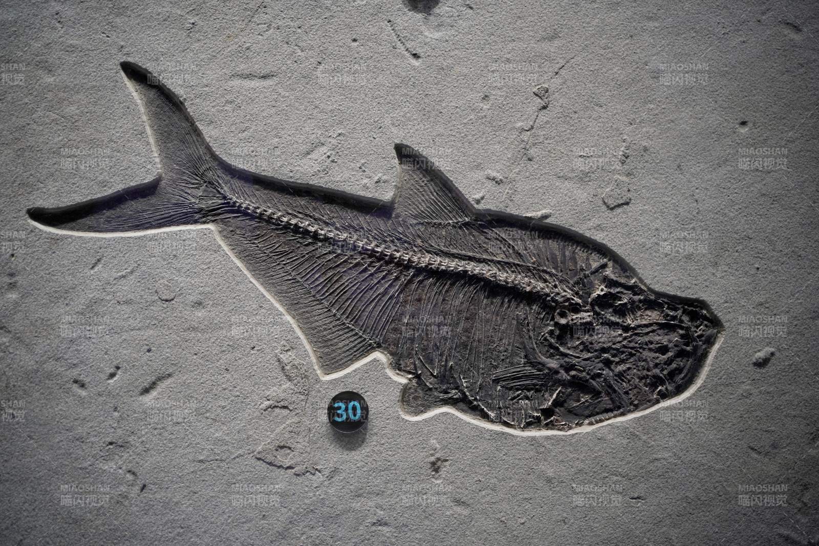 古鱼化石特写图片