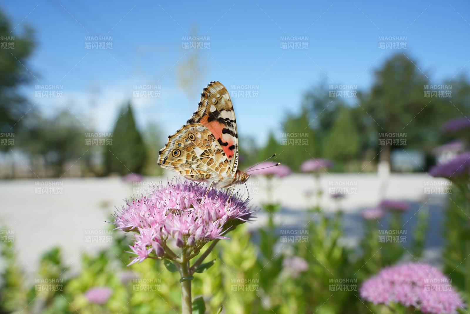 蝴蝶停驻紫花之上图片