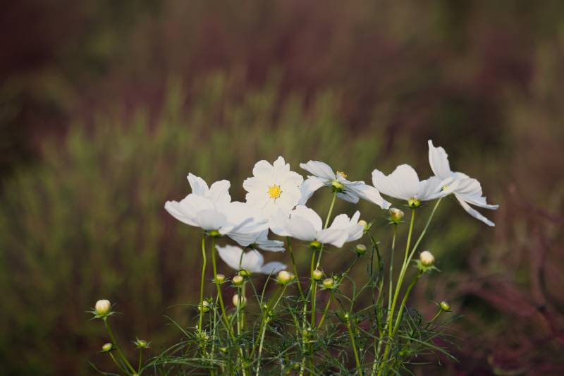 白色花朵在风中摇曳图片